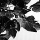 The Green Fig Tree