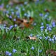 Chasing the Blue Flower with Laura Boggess
