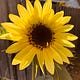 The Honeymama Journal