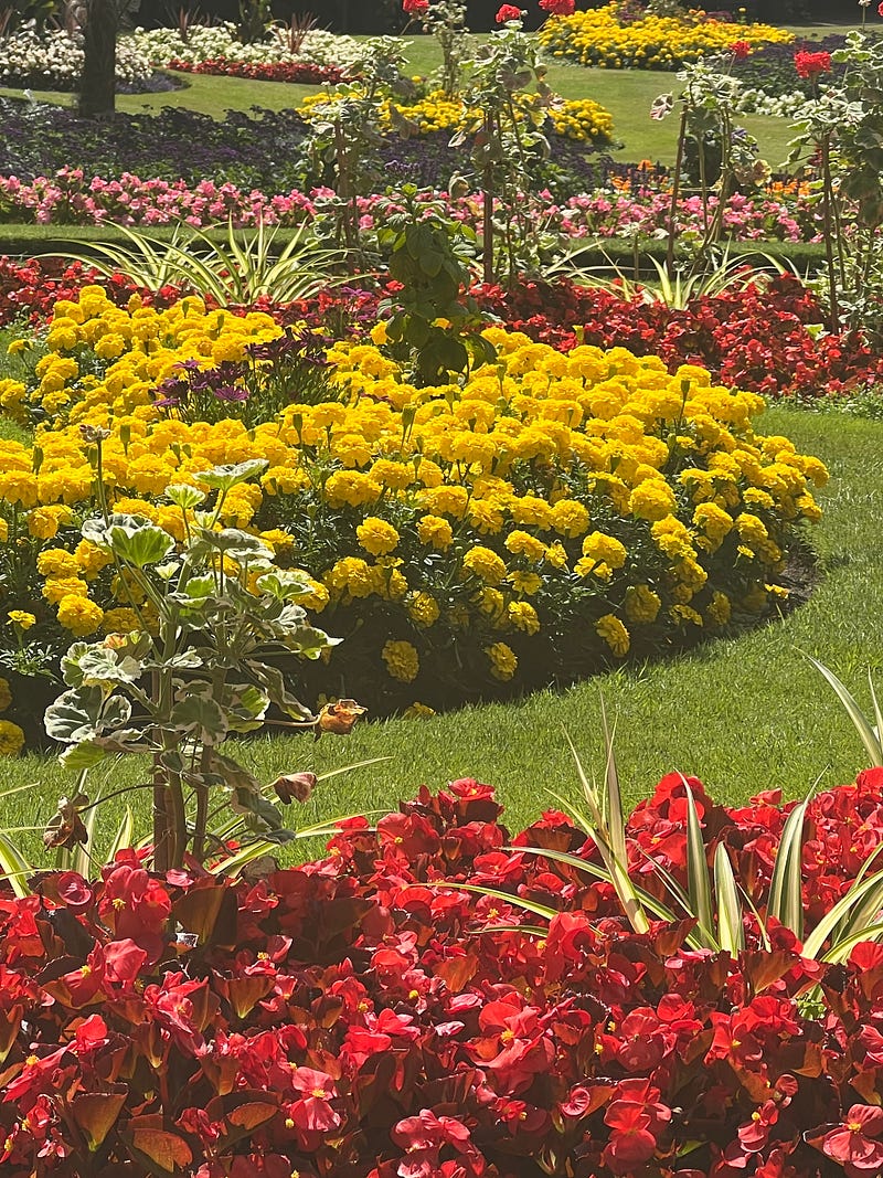A flower bed of yellow marigolds and red flowers on a lawn