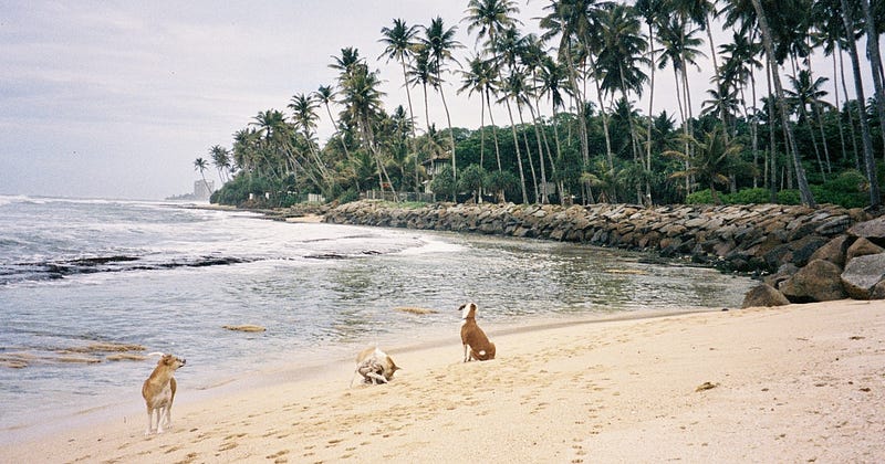 Dogs on a sandy beach lined with palm trees in Sri Lanka