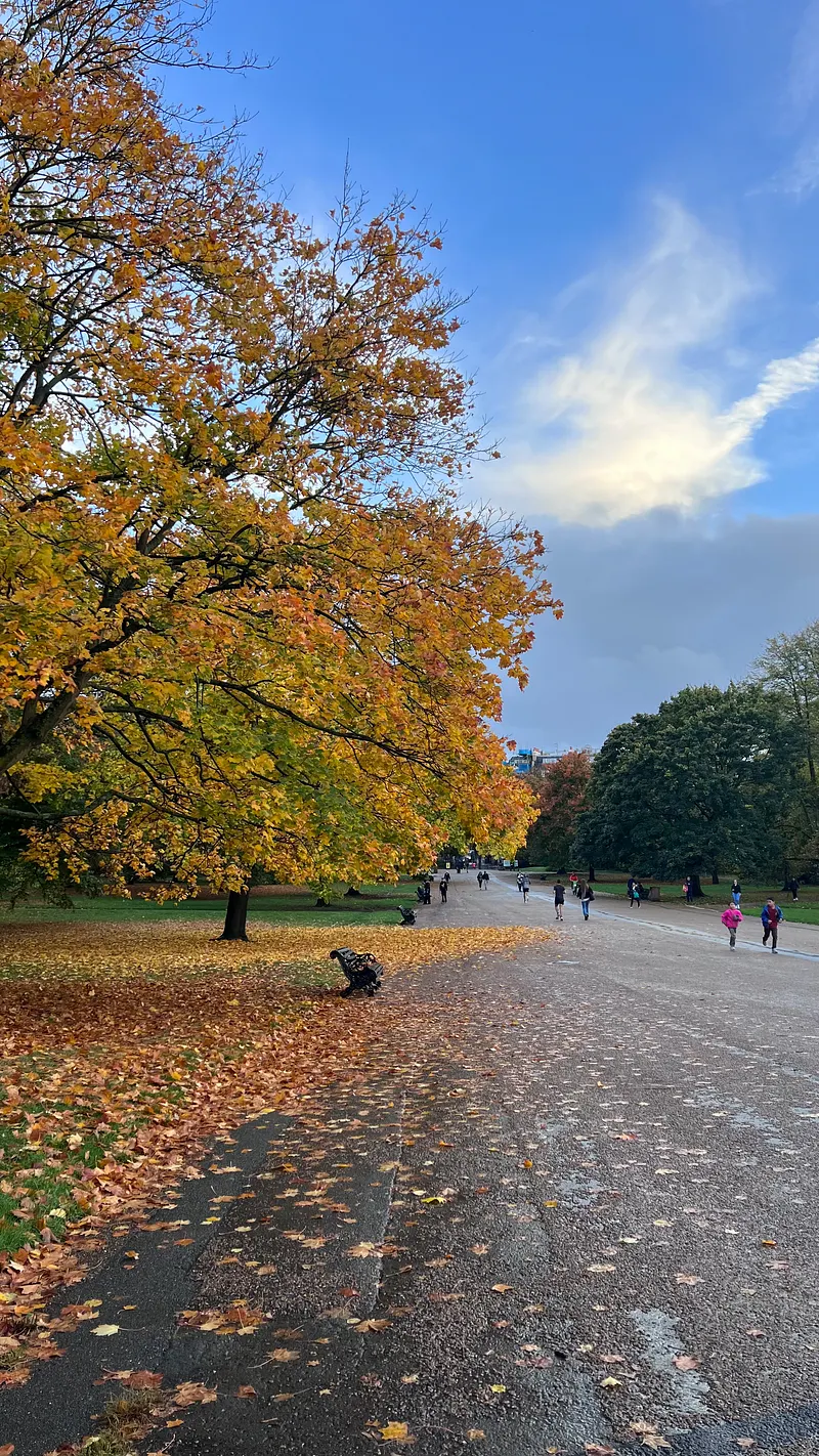 🍂 What the trees are doing right now