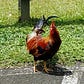 Not a chicken's avatar