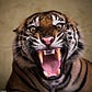 Angry Tiger's avatar