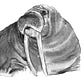 Tricheco's avatar
