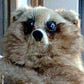 mole at the counter's avatar