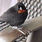 Robird's avatar