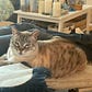 Deborah solleveld's avatar