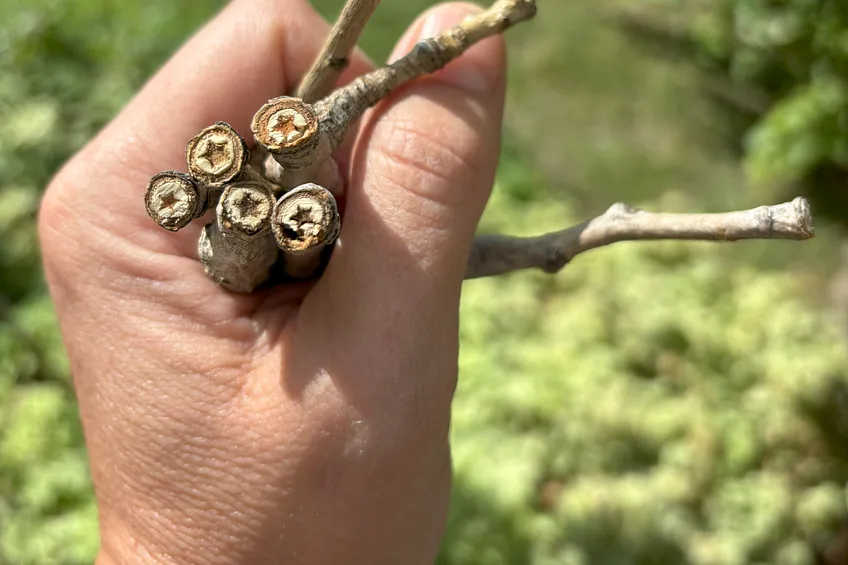 Hand holding five cottonwood twigs with star shapes in the cross sections.