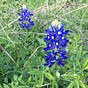 Bluebonnets