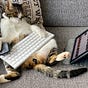 SoulCollage® for Writers