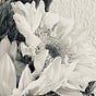 The Late Bloomer