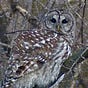 BirdingZen