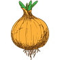 Psychology Onions