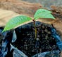 Viva la Selva Substack