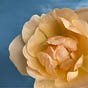 Rosehip Studio
