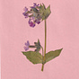 Red Campion Post 
