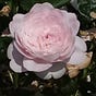 The Woodland Rose
