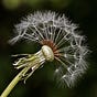 The Dandelion Newsletter
