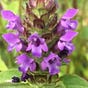 Pemdas Vulgaris
