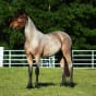 Radical Pony Neigh-borhood