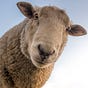 Wolves and Sheep
