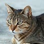 Feral Finster's avatar