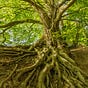 Keepers of the Tree's avatar