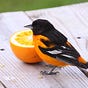 Birdingmom's avatar