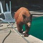 OldSoCalBear's avatar