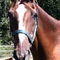 RedhorseVA's avatar