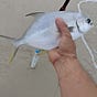 Captain Pompano's avatar