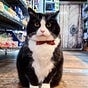 Monsieur Le Chat's avatar