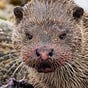 Nemloen's avatar