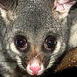Possum's avatar