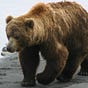ursus arctos's avatar