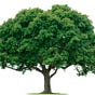 Tyler Pharris's avatar