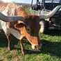 Texas Teri's avatar