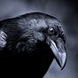 Inquisitive Bird's avatar