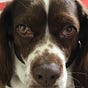 A_Very_Nice_Dog's avatar