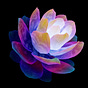 Amaranth Foundation's avatar
