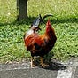 Not a chicken's avatar
