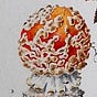 Amanita's avatar