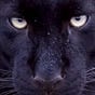 Darrell Thompson's avatar