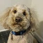 OmgPuppies's avatar