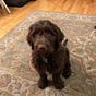ApolloDoggyDog's avatar