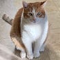 Craig Father Of Kittens's avatar