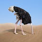 Antipodean's avatar