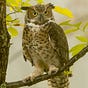 Owl Green's avatar