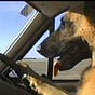 Pavlov's Dog's avatar